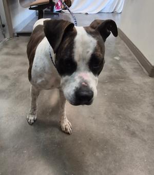 61892053, American Pit Bull Terrier Mix, available for adoption