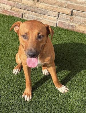 61788448, German Shepherd Dog Mix, young, available for adoption