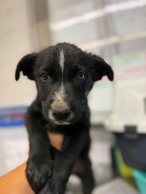 Phoebe, German Shepherd Dog, young, available for adoption