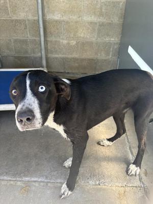 A black and white dog standing on a concrete surface, looking directly at the camera with a curious expression. The dog has a distinctive white stripe running down its face and white markings on its paws. The background consists of a brick wall and a blue object, possibly a container or a piece of equipment.