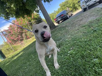Sylvia, Pit Bull Terrier, senior, available for adoption
