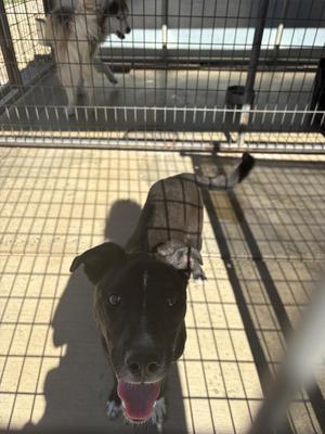 Dusty, Border Collie, young, available for adoption