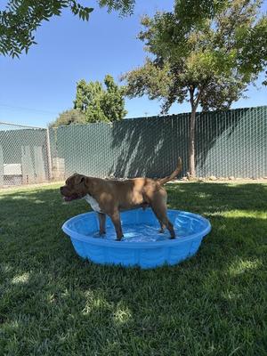 Goofy, Dogue de Bordeaux, adult, available for adoption