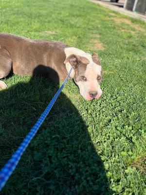 Quinn, Pit Bull Terrier, adult, available for adoption