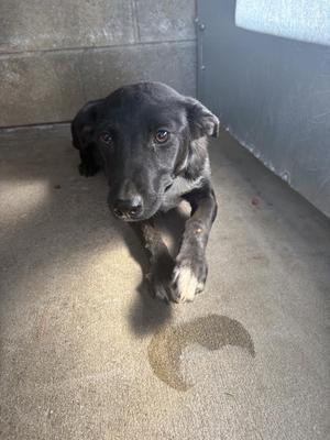 black dog lying on concrete floor
