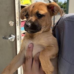 Mikey, Boxer, puppy, available for adoption