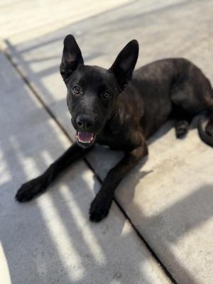 Gema, Dutch Shepherd, young, available for adoption