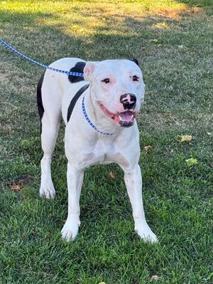 Dublin, Pit Bull Terrier, adult, available for adoption