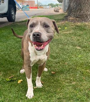 Alfalfa, Pit Bull Terrier, adult, available for adoption