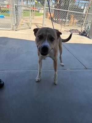 A tan and white pit bull mix dog stands on a concrete patio, looking directly at the camera. The dog is on a leash, and behind it are chain-link fences and kennels.
