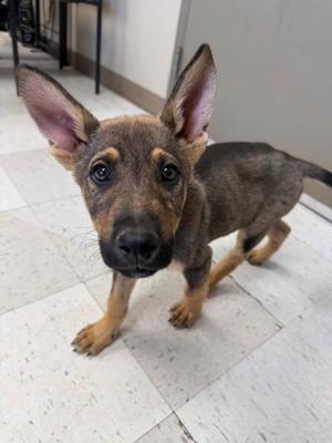 Timon, German Shepherd Dog / Australian Kelpie, young, available for adoption