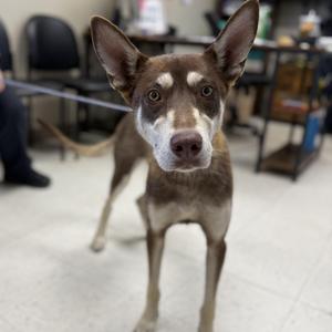 Nala, Siberian Husky, adult, available for adoption
