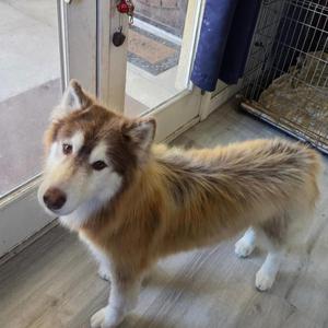 Flurry, Husky, senior, available for adoption