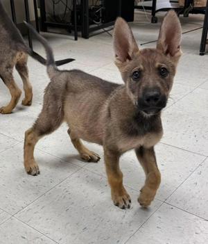 Simba, German Shepherd Dog / Australian Kelpie, young, available for adoption