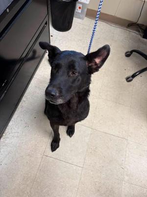 Java, Black Labrador Retriever, senior, available for adoption