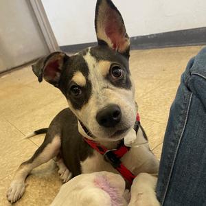 Andy, Shepherd, puppy, available for adoption