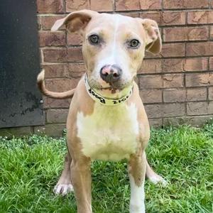 Boop, Terrier, Pit Bull, young, available for adoption