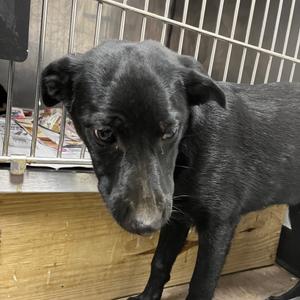 Adam, Retriever, Black Labrador, young, available for adoption