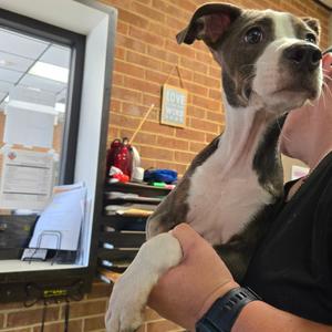 Blossom, Terrier, Pit Bull, puppy, available for adoption