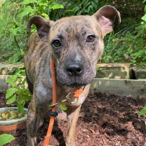 Bernard, Terrier, Pit Bull, adult, available for adoption