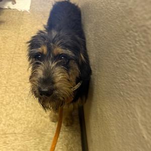 Avril, Terrier, adult, available for adoption