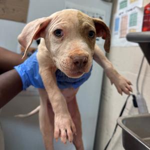 Barbie, Terrier, Pit Bull, puppy, available for adoption