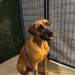 Adella, Black Mouth Cur, adult, available for adoption