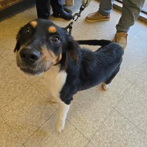Bear, Hound, young, available for adoption