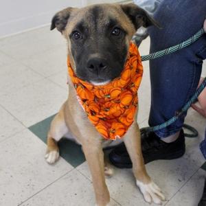 Buster, Boxer, young, available for adoption