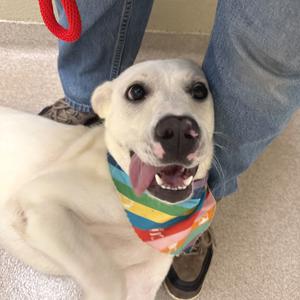 Bellamy, Shepherd, young, available for adoption