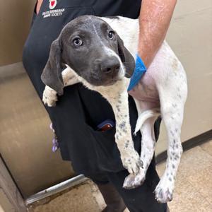 Bella, Pointer, puppy, available for adoption