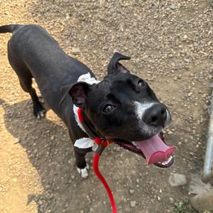 Bentley, Terrier, Pit Bull, adult, available for adoption