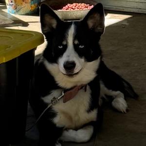 Blue, Husky, adult, available for adoption