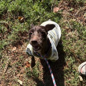 Anita, Shih Tzu, adult, available for adoption