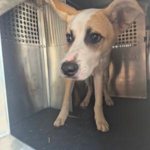 A small dog with a white and tan coat standing inside a metal cage.
