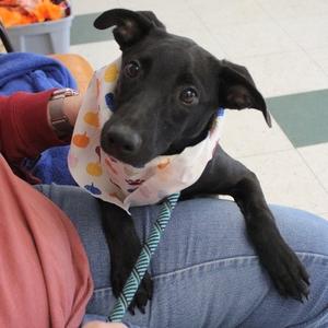 Cletus, Retriever, Labrador, young, available for adoption