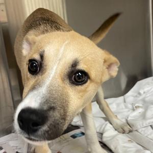 Babs, Terrier, American Pit Bull, puppy, available for adoption