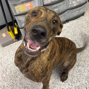 Clarence, Great Dane, adult, available for adoption