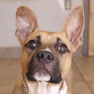 a close-up of a dog with large ears and a brown and white face