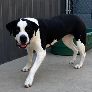 Beatrice, Mastiff, adult, available for adoption