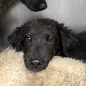 Carlton, Collie, Border, puppy, available for adoption