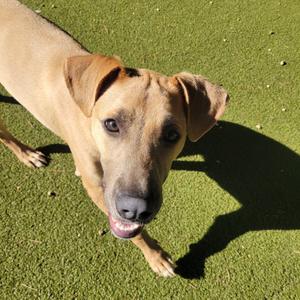 Boone, Terrier, Pit Bull, young, available for adoption