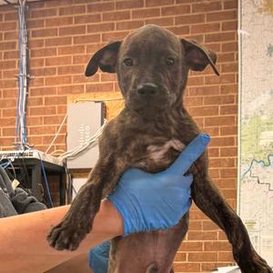 Barkley, Terrier, Pit Bull, puppy, available for adoption