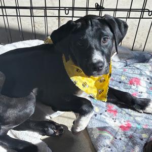 Cania, Terrier, Pit Bull, puppy, available for adoption