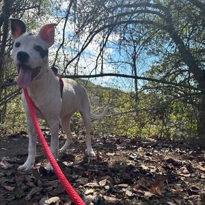 Becca, Terrier, Pit Bull, puppy, available for adoption
