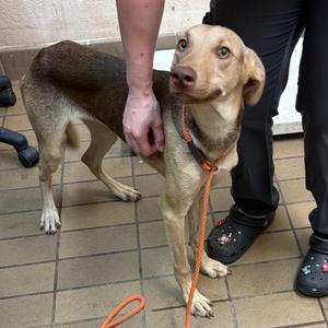 Amity, Shepherd, adult, available for adoption