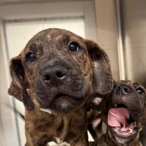 Bolt, Terrier, Pit Bull, puppy, available for adoption