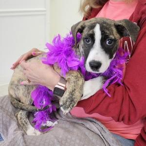 Bella, Terrier, Pit Bull, puppy, available for adoption