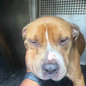Bison, Terrier, Pit Bull, adult, available for adoption