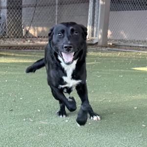 black dog running on green turf